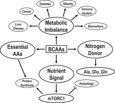 Branched-Chain Amino Acids and Brain Metabolism | Neurochemical Research