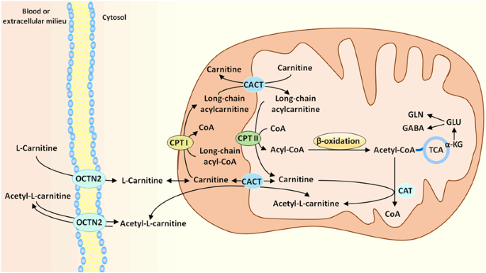 l-Carnitine and Acetyl-l-carnitine Roles and Neuroprotection in Developing  Brain | Neurochemical Research