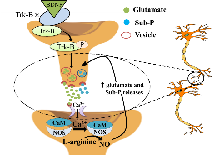 glutathione fibromyalgia research Nano-pregabalin effectively mitigates Glut, CGRP and NE neurotransmitters abnormalities in the brain of gamma irradiated rats with reserpine-induced model: Behavioral and neurochemical studies Glutathione system enhancement for cardiac