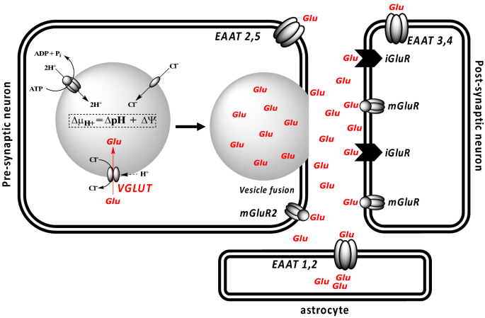 Synthesis and in Vitro Pharmacology of Substituted  Quinoline-2,4-dicarboxylic Acids as Inhibitors of Vesicular Glutamate  Transport