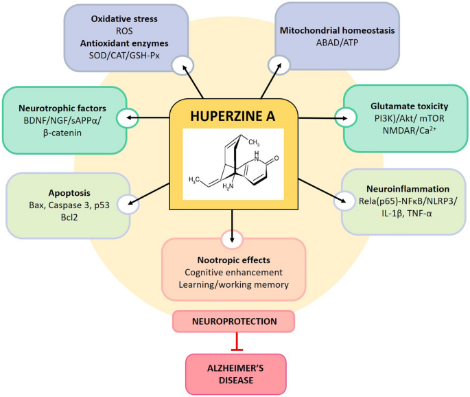 Huperzine A Effects