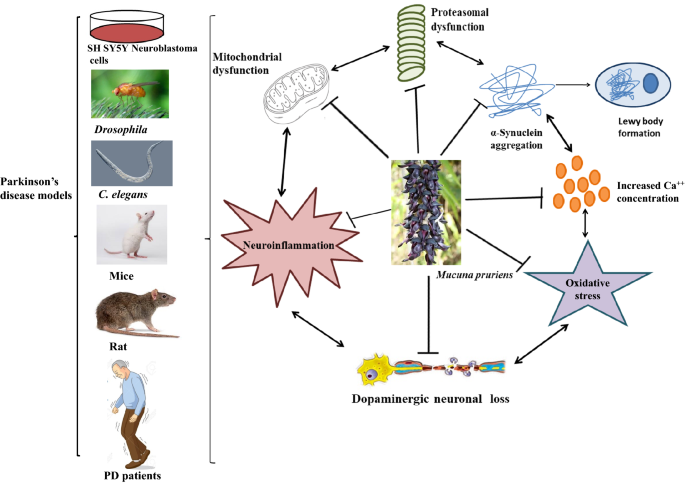 does mucuna deplete glutathione Neuroprotection by Mucuna pruriens in Neurodegenerative Diseases |  Neurochemical Research