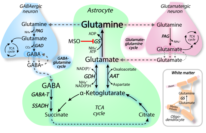 glutathione definition francais Le glutathion