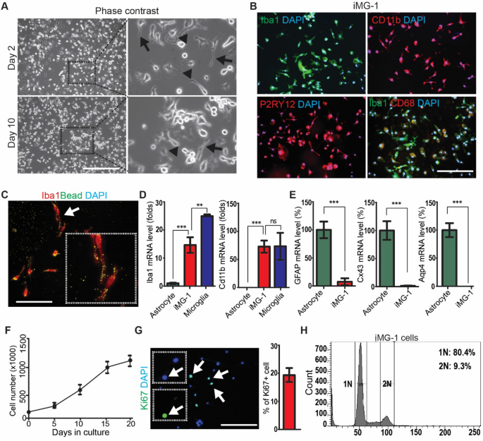 Frontiers  Characteristics of Whale Müller Glia in Primary and  Immortalized Cultures