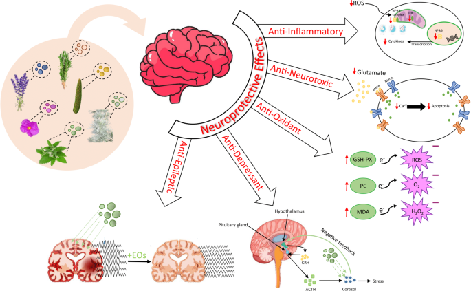 A Comprehensive Review of Essential Oils and Their Pharmacological Activities in Neurological Disorders: Exploring Neuroprotective Potential | Neurochemical Research