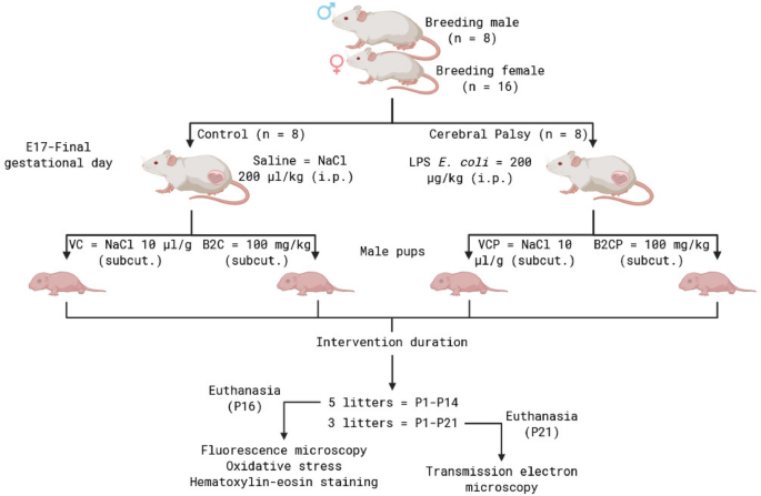 Riboflavin (Vitamin B2) Accumulation Modulates Neuronal Cellular  Homeostasis in Typical Brain Development and Cerebral Palsy | Neurochemical  Research