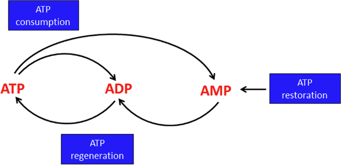 genetic mutation for glutathione Glutathione reductase underlies the stability of mutant p53 by antagonizing  protein glutathionylation