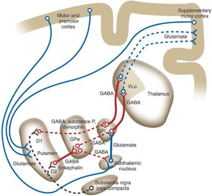 PDF) Tractographical model of the cortico-basal ganglia and corticothalamic  connections: Improving Our Understanding of Deep Brain Stimulation