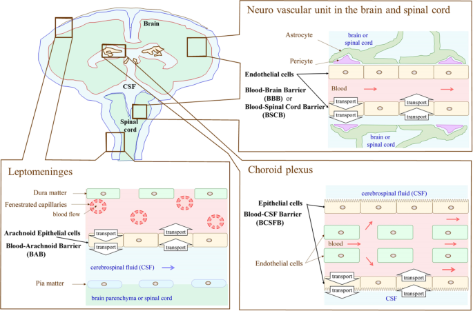 Fluid transport in the brain