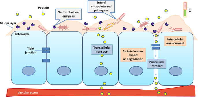 snac semaglutide SNAC for Enhanced Oral Bioavailability: An Updated Review | Pharmaceutical  Research