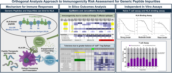 semaglutide immunogenicity Immunogenicity of Generic Peptide Impurities: Current Orthogonal Approaches  | Pharmaceutical Research
