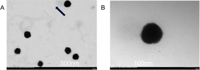 Preparation of SP94-Modified Calcium Phosphate Lipid Nanoparticles Loaded  with Bcl-2 siRNA and Doxorubicin and Their Targeted Therapeutic Effect on  Hepatocellular Carcinoma | Pharmaceutical Research | Springer Nature Link