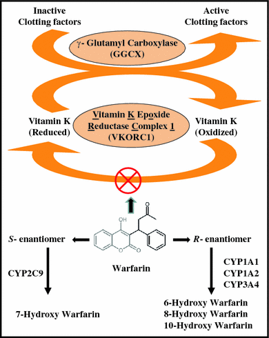 iv glutathione and cancer An injectable hydrogel for synergistic therapy in colorectal cancer by  targeting glutathione: Cell Reports Physical Science