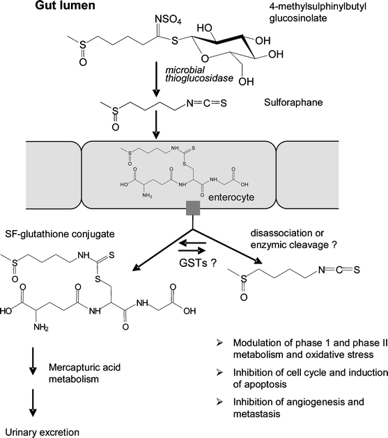 glutathione isothiocyanate Evolution of the active site of human transferase A2-2 for enhanced activity with dietary isothiocyanates The Glutathione System: A Journey