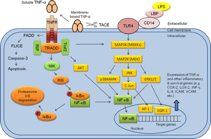 bpc-157 anti-inflammatory effects tnf-α il-6 cox-2 Phytochemicals as a potential source for inhibitors | Phytochemistry Reviews BPC-157: The Healing Peptide