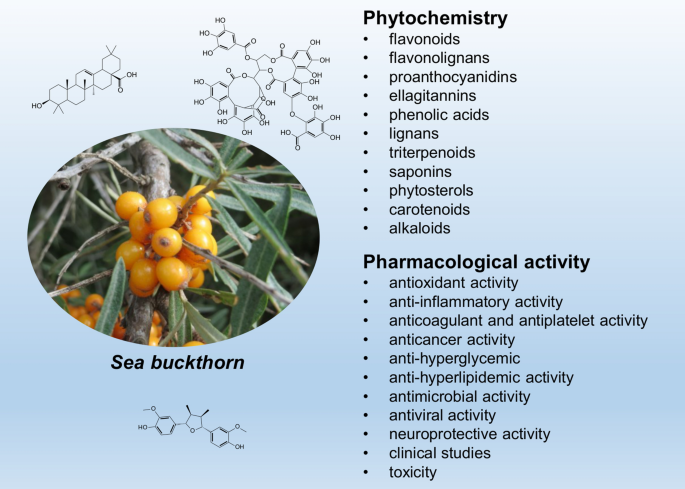 does sea buckthorn juice have glutathione Phytochemistry and pharmacology of sea buckthorn (Elaeagnus rhamnoides;  syn. Hippophae rhamnoides): progress from 2010 to 2021 | Phytochemistry  Reviews
