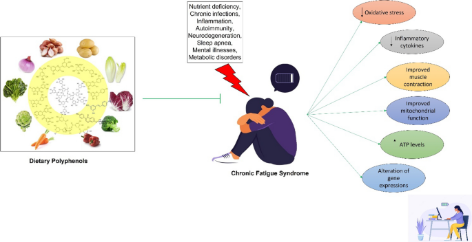 l carnitine chronic fatigue Polyphenols as possible alternative agents in chronic fatigue: a review |  Phytochemistry Reviews