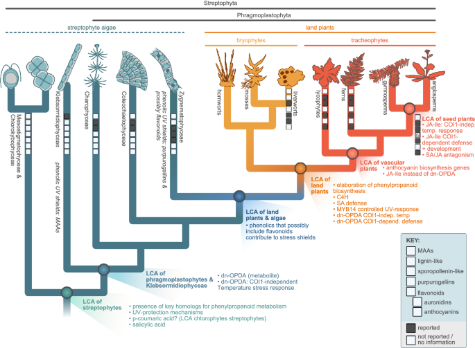 Accessible versatility underpins the deep evolution of plant specialized  metabolism | Phytochemistry Reviews | Springer Nature Link