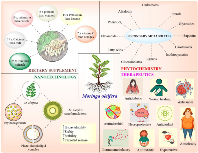 does moringa contain glutathione A comprehensive insight into the ethnopharmacology, phytochemistry and  therapeutic profile of Moringa oleifera Lam. | Phytochemistry Reviews
