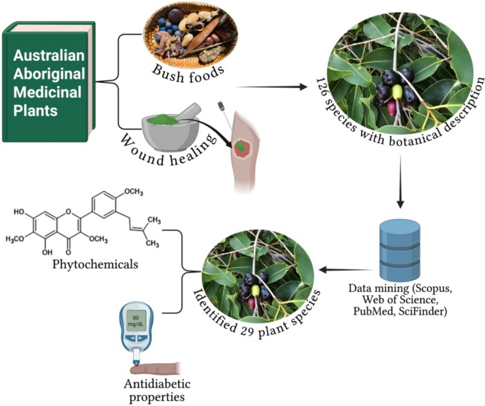 Australian tropical medicinal plants and their phytochemicals with wound  healing and antidiabetic properties | Phytochemistry Reviews | Springer  Nature Link