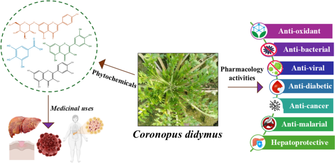 glutathione for herpes A comprehensive review of the phytochemical and pharmacological attributes  of Coronopus didymus | Phytochemistry Reviews