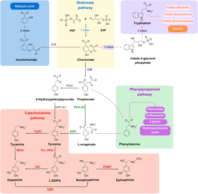 nac glutathione acetaldehyde detox Alcohol Genes: Alcohol Metabolism Rate NAC 120c | Designs for