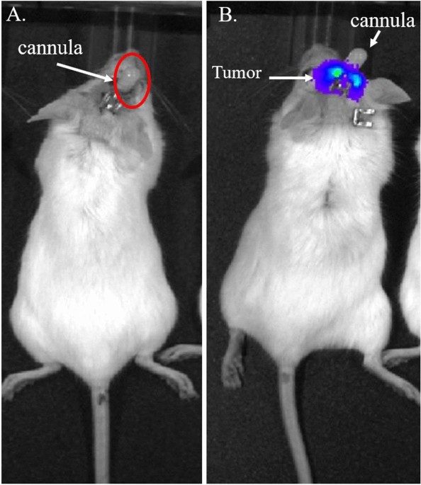 Indices measuring triatomine prevention practices related to (A) rodent