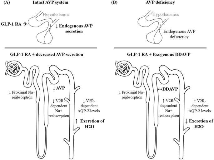 GLP-1 receptor agonists may enhance the effects of desmopressin in  individuals with AVP deficiency: a case series and proposed mechanism |  Pituitary