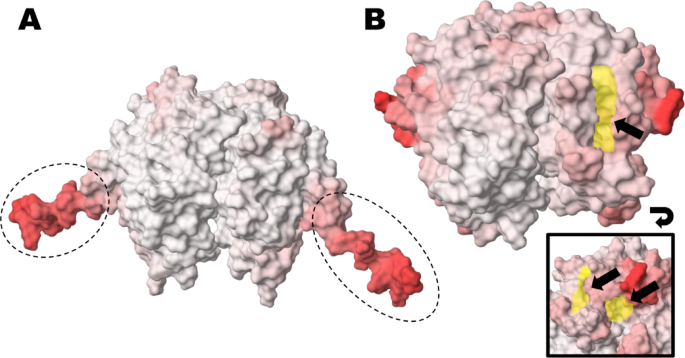 can i use glutathione and salicylic acid together The non-catalytic binding of auxin, cytokinin by tomato Phi class transferases: insights from computational modelling | Plant Molecular Biology On Jan 25, 2025 علاج البقع الداكنة Treatment Supply:30 mL (1 Bottle) — Approx. 30 Days | Daily B12 Support
