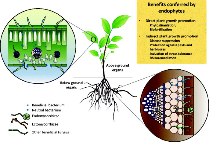 Editorial special issue: soil, plants and endophytes | Plant and Soil |  Springer Nature Link