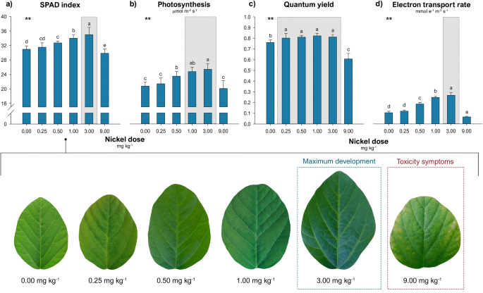 How does Ni fertilization affect a responsive soybean genotype? A dose  study
