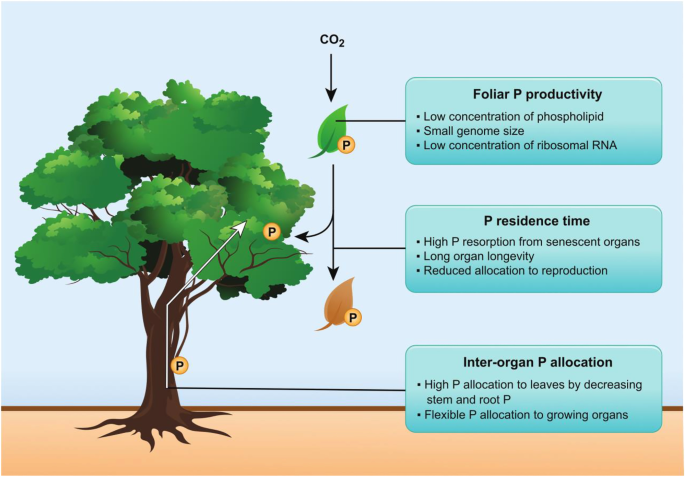 Plastic responses of below‐ground foraging traits to soil phosphorus‐rich  patches across 17 coexisting AM tree species in a subtropical forest - Zhu  - 2023 - Journal of Ecology - Wiley Online Library