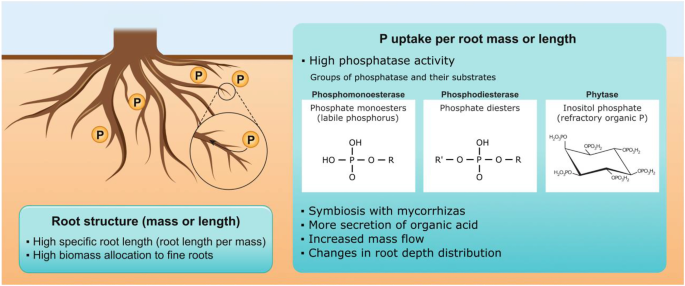 Plastic responses of below‐ground foraging traits to soil phosphorus‐rich  patches across 17 coexisting AM tree species in a subtropical forest - Zhu  - 2023 - Journal of Ecology - Wiley Online Library