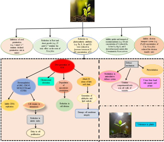 A New Uranium Bioremediation Approach using Radio-tolerant