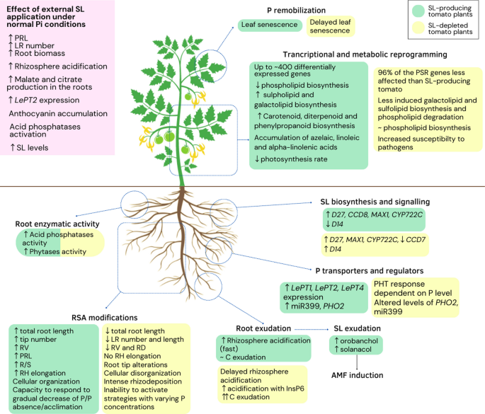 Plastic responses of below‐ground foraging traits to soil phosphorus‐rich  patches across 17 coexisting AM tree species in a subtropical forest - Zhu  - 2023 - Journal of Ecology - Wiley Online Library