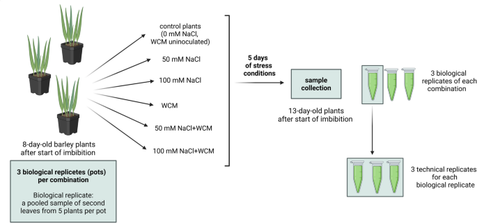 The effects of soil salinity and wheat curl mite infestation on the  antioxidative response of barley | Plant and Soil