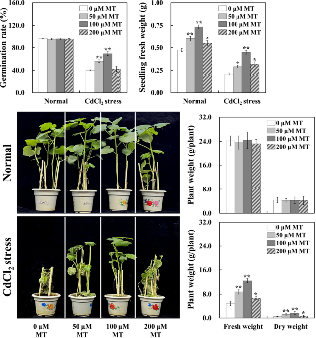 The role of melatonin in enhancing cadmium stress tolerance in okra:  Physiological and biochemical insights | Plant and Soil | Springer Nature  Link