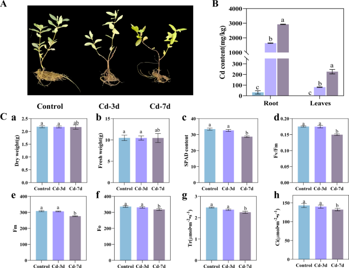 can glutathione cause missed period Integration of physiomics, transcriptomics and metabolomics to study the  detoxification mechanism of blue honeysuckle under cadmium stress | Plant  and Soil