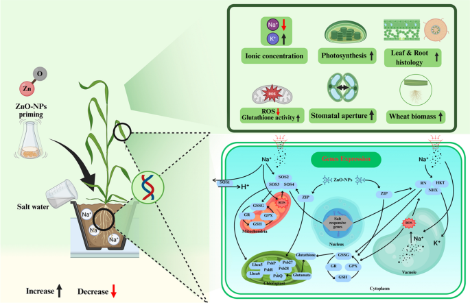 can glutathione make your period late Zinc oxide nano-priming fortifies Triticum aestivum L. against salt stress through physio-morphological, biochemical and transcriptomic responses | Plant and Soil