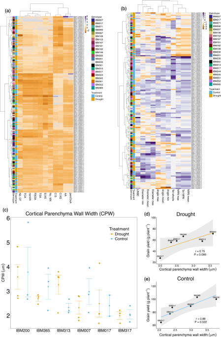 Digging for meaningful connections: associations between root phenotypes and rhizosphere microbial diversity in maize - Plant and Soil