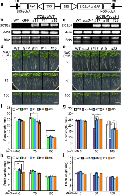 Activation of the GFP-SOS response by SOS-R4 strains over-expressing