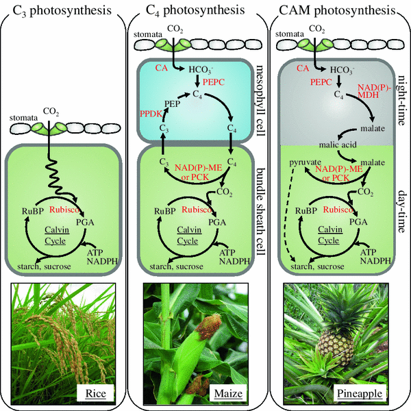 Temperature response of photosynthesis in C3, C4, and CAM plants:  temperature acclimation and temperature adaptation | Photosynthesis Research