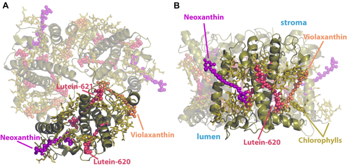 The Extended Light-Harvesting Complex (LHC) Protein Superfamily:  Classification and Evolutionary Dynamics