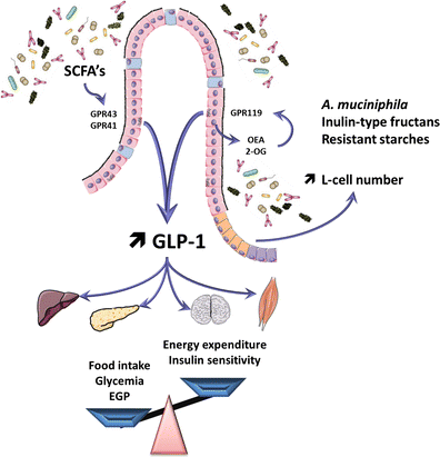 glp 1 gut Gut microbiota and GLP-1 | Reviews in Endocrine and Metabolic Disorders