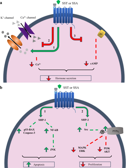 Epigenetic regulation of somatostatin and somatostatin receptors in  neuroendocrine tumors and other types of cancer | Reviews in Endocrine and  Metabolic Disorders | Springer Nature Link