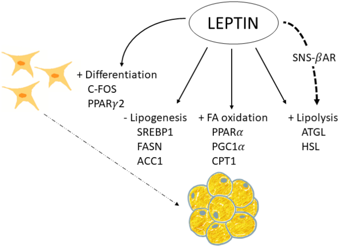 glutathione leptin receptor Therapeutic potential of modulators View Rabbit Monoclonal anti Leptin - an overview |