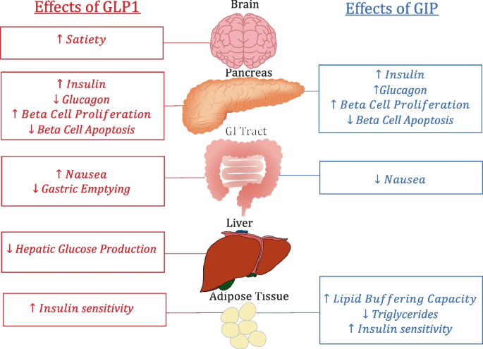 is tirzepatide a glp 1 drug Beyond glycemia: Comparing tirzepatide to GLP-1 analogues | Reviews in  Endocrine and Metabolic Disorders