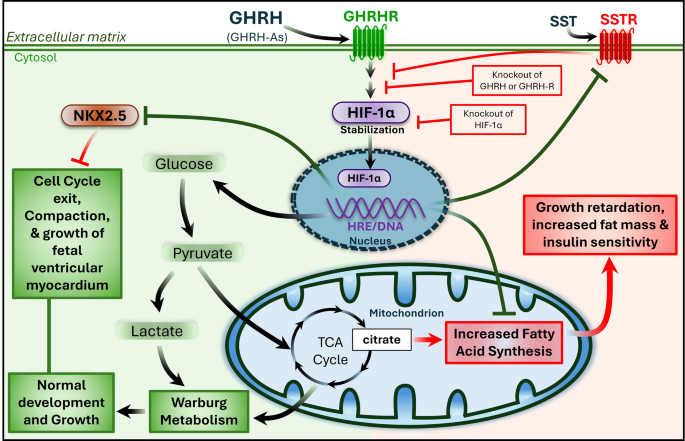 ipamorelin mechanism of action gh pulses Growth hormone-releasing hormone signaling and manifestations within the  cardiovascular system | Reviews in Endocrine and Metabolic Disorders