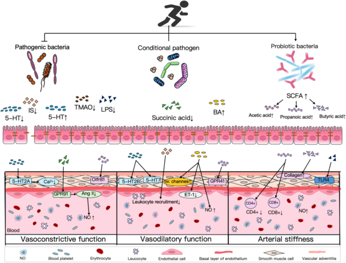 2-aminobutyric acid modulates glutathione homeostasis in the myocardium system enhancement for cardiac protection: pharmacological options against oxidative stress and ferroptosis Frontiers | Taurine and glutamine