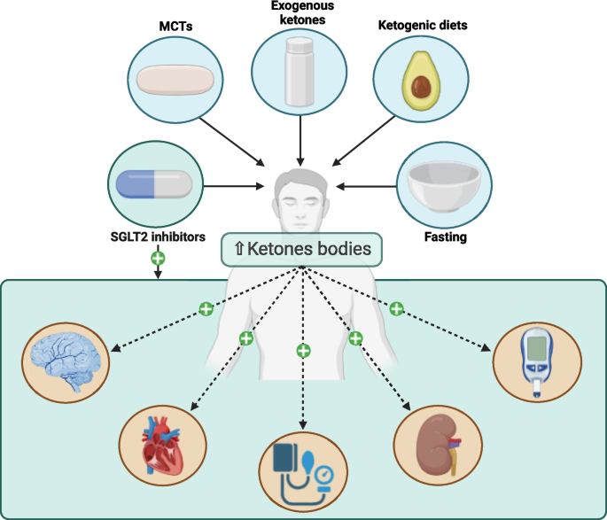 bb lab glutathione c side effects Metabolic reprogramming in diabetes and other endocrine and metabolic disorders: exploring the Warburg effect, ketones, and SGLT2 inhibitors | Reviews in Endocrine and Metabolic Disorders Glutathione Injections: Side Effects &